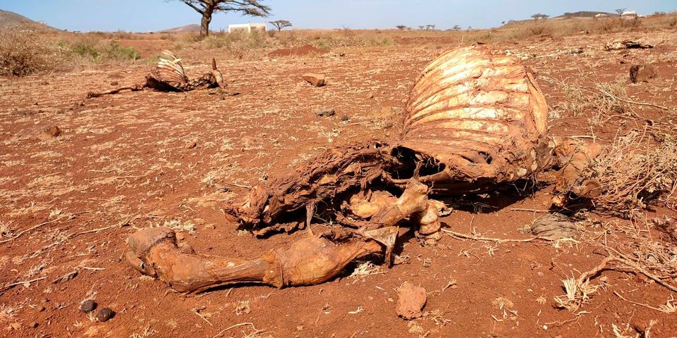 Nation Media Group : Drought situation in Kenya ASALs at crisis level: Lobby
