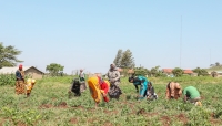 Community - led farmer group at their farm in Hurri hills Marsabit county